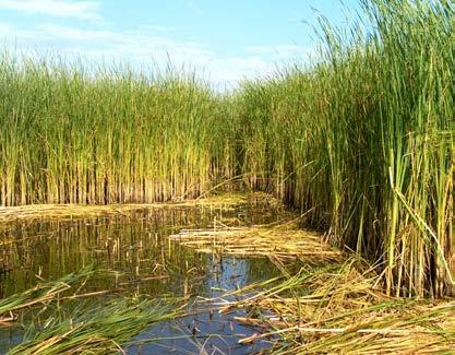 Gyékényrengeteg a Tisza tónál Gyékényvágó gagucs A gyékény felhasználása az utóbbi évszázadban visszaszorult.