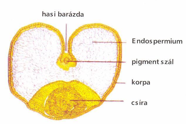 1. ábra: A búzaszem részei (Fennema, 1985) 1.