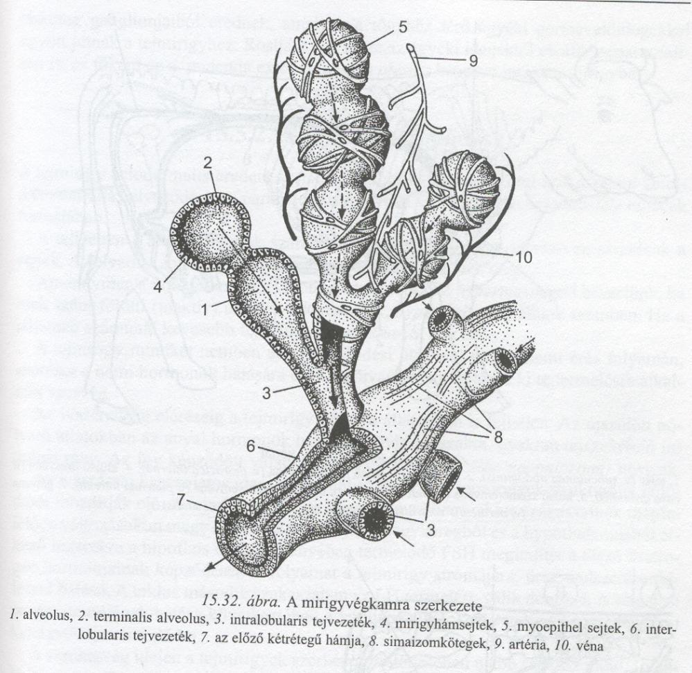 A tőgy mirigyei csöves-bogyós (tubuloalveolaris) mirigyek.