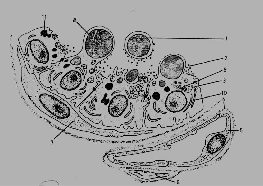 myoepithel sejt, 8: zsírgolyó, 9: Golgi-apparátus,