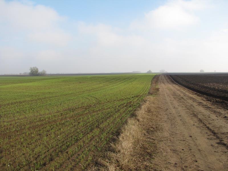 magyar név tudományos név egyedszám év megjegyzés fehér tippan Agrostis stolonifera 25 2006 vizsgálati területen komlós lucerna Medicago lupulina 100 2006 vizsgálati területen tarlóhere Trifolium