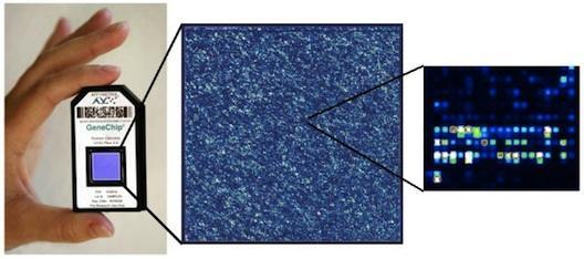 mirns expressziós mintázat meghatározása Az RNS izolátum mennyiségét fluorometriás méréssel Qubit RNA Assay (Life Technologies, Gand Island, NY, USA) segítségével határoztuk meg.