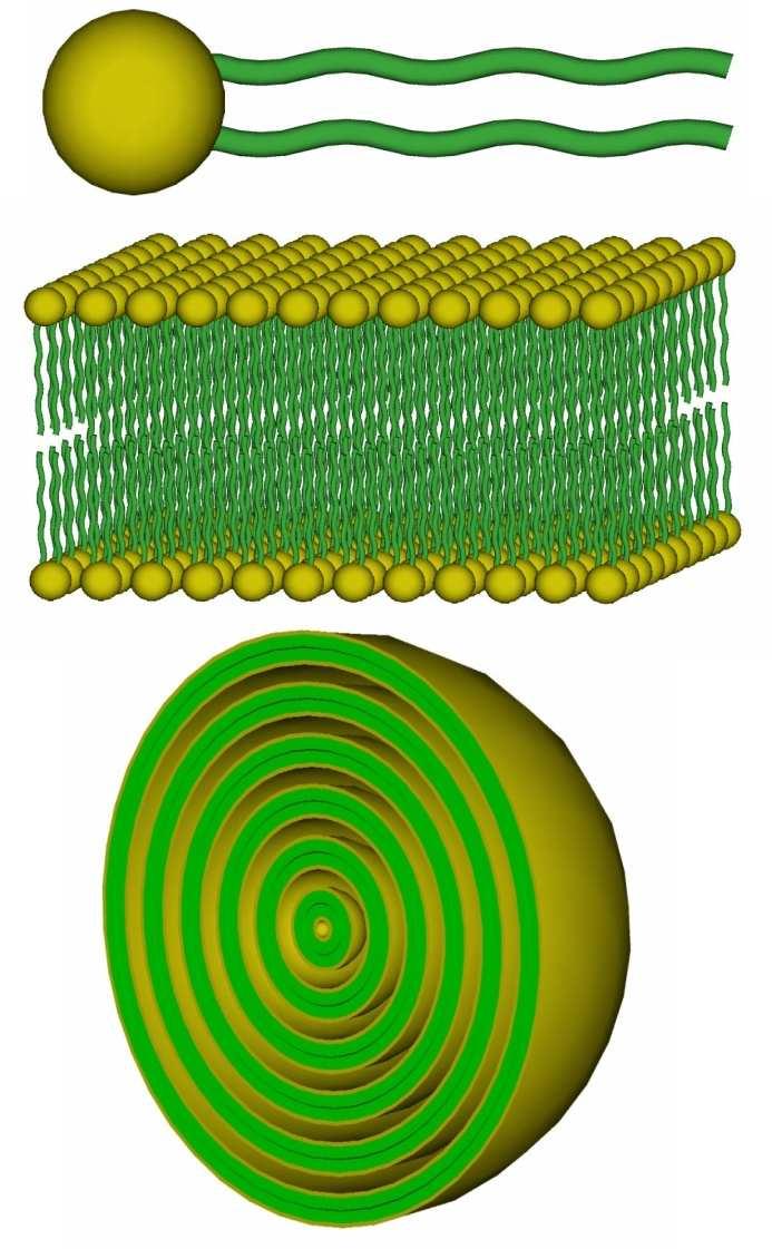 Lipid rendszerek, liposzómák Amfipatikus molekulák: hidrofil fejcsoport, hidrofób farok Vízben oldva önszerveződő rendszerek Élő szervezetek