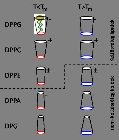 Foszfolipid rendszerek önszerveződő struktúrái A kialakuló szerkezetet alapvetően meghatározza: A
