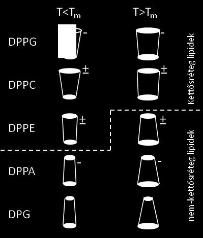 lipidek (bilayer lipids): körülbelül henger alak Nem kettősréteg-alkotó lipidek (non-bilayer lipids): kúpos