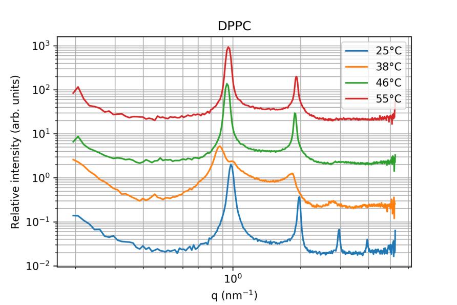 A DPPC termotrop fázisai: SAXS Csúcshely-arányok: 1, 2, 3, 4 lamelláris Hőmérséklet 25 C