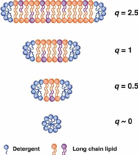 Bicellák Két komponens: hosszú szénláncú kettősréteg-képző lipid és rövid szénláncú detergens Alakot befolyásolja: q = c lipid /c detergens q = 0: detergens micella q : kettősréteg