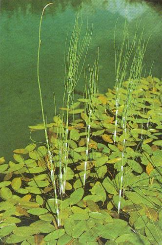 Equisetum