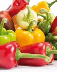 A 2015-ös évben 1 ha-os felületen próbáltuk ki a fajtát az általunk termelt 25 ha kápia paprika termesztésben. Ezt nem is bántam, mivel a tavalyi nyár az kötött és neveli azt a 12-14 bogyót.