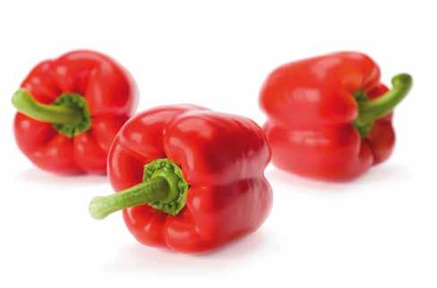 Blocky paprika Nirvin RZ F1 Red Jet RZ F1 Nagano RZ F1 Lt Defense fajta! Lt Defense fajta! Közepes méretű, 180-220 g átlag Nagy bogyóméretű (200-240 g), mély bogyótömeget biztosító pirosra érő fajta.