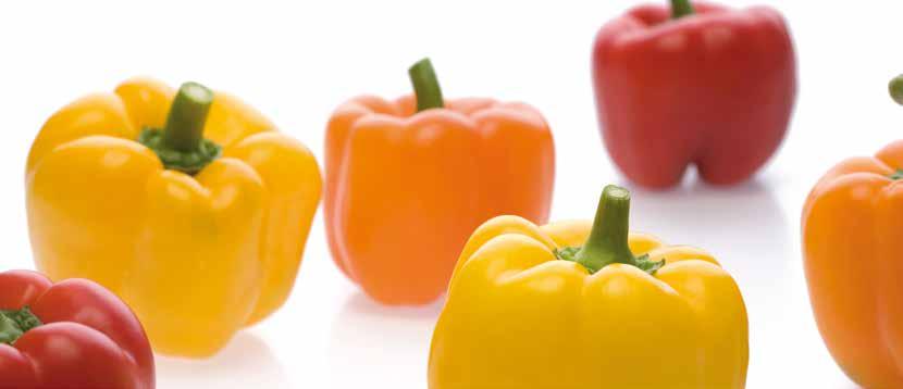 Elsősorban próbatermesztésre javasoljuk. Tm:0-2 Lt Tm 0-2 TSWV:0, Lt, Ma, Mi, Mj Nagy bogyóméretű, extenzívebb körülmények közé javasolt blocky paprika.