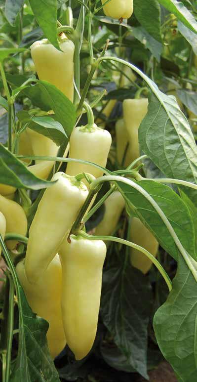 Bővebb fajtainformáció és vetőmag megrendelés Rijk Zwaan területi képviselőinél vagy irodánkban: Tornyai Tibor Paprika termékfelelős Dél-Magyarország Tel: +36 30 924 7030 t.tornyai@rijkzwaan.