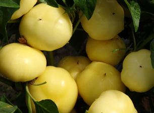 hozama kiemelkedő, a legnagyobb méretű és hozamú édes almapaprika a piacon