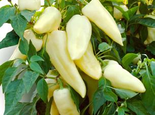 F 1 HR Tm0, őszi vagy másodvetésre különösen alkalmas vastag húsú, hosszú fehér terméseket nevel generatív fajta, nitrogén