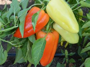 termelhető termései zamatos ízűek, lassan pirosodnak be rendkívül pultálló, hosszan tartható a növényen, és