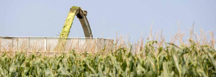 OLTÓANYAGOK 11B91 Kombi nedves kukoricaszem oltóanyag Irányítja az erjedést és csökkenti a másodlagos erjedés valószínűségét, növeli az aerobik stabilitás -t.