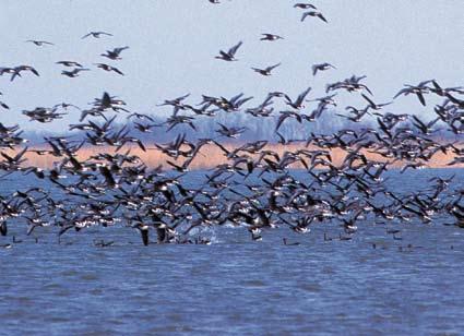Lake Tisza Bird Reserve Lake Tisza is Hungary s second biggest lake and a varied and unrivalled rich wildlife developed on its undisturbed parts.