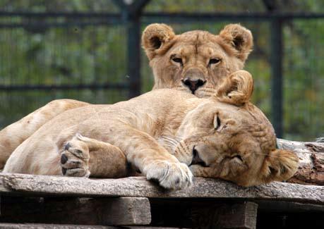 Jászberény Zoo and Botanical Gardens The only zoo in the county is located in Jászberény, the capital of Jazygia, lying in the banks of the Zagyva River.