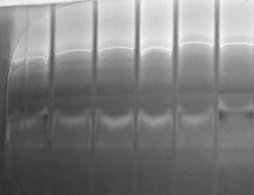 41 35 35 30 32 26 K 1 2,5 5 µg MCY-LR ml 10 0,01 0,1 1 µg MCY-LR ml (f) ph 8,0 (e) nyers