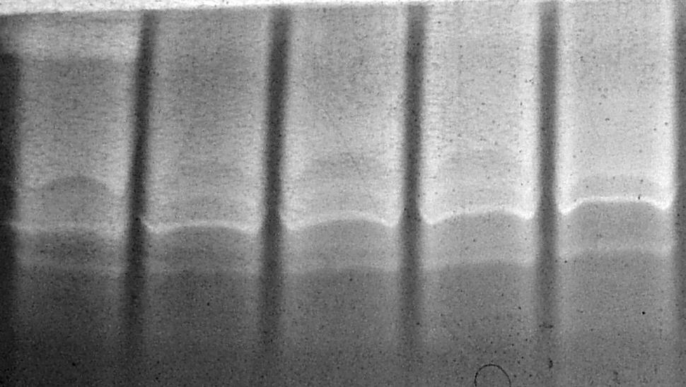 41 35 30 35 K 1 2,5 5 10 K µg MCY-LR ml-1 0,01 0,1 1 10 20 µg MCY-LR ml-1 10.