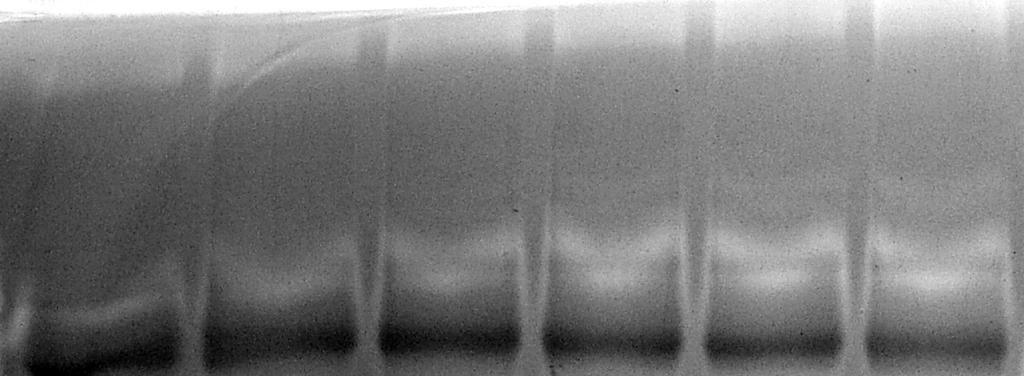 53 48 41 41 36 34,7 K 1 2,5 5 10 20 K µg MCY-LR ml-1 0,1 1 10 20 µg