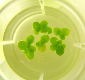 A Lemna minor esetében a nyers kivonat és a tisztított toxin 1-20 µg ml -1 koncentrációknál a növekedésben szignifikáns csökkenést okozott, amit a