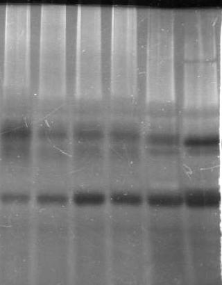LmD 89 (a) nyers kivonat (b) tisztított toxin LmD 79 53 47 43 39 35 26 66 45 34,7 24 53 47 43 39 35 26 21 18 16 15 össz-ssdn-áz aktivitás (kontroll%) 180 160 140 120 100 80 60 40 20 0 (c) nyers