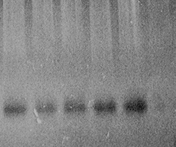 WaD (a) nyers kivonat (b) tisztított toxin WaD 67 43 38 38 30 K 1 2,5 5 10 20 µg CYN ml -1 µg CYN ml -1 (c) össz-ssdn-áz aktivitás (kontroll%) 200 150 100 50 0 nyers kivonat tisztított toxin 0 0,01