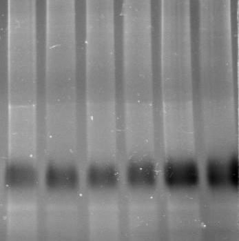ovalisporum CYN tartalmú extraktumaival kezelt növények; (b) tisztított CYN-el kezelt növények; (c) ph 6,8-on indukálódott izoenzim aktivitás.