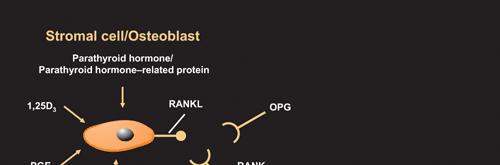 A Rank Ligand (RANKL) és azosteoprotegerin (OPG) szabályozza a csontépítést és -bontást A RANKL az osteoclast képzés kulcsomlekulája