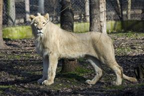 A nyaka erős és a feje nehéz. Ha bántani akarják, a fejével nagyot üt. Dél afrikai oroszlán Az oroszlán egy húsevő állat. Afrikában él falkában.