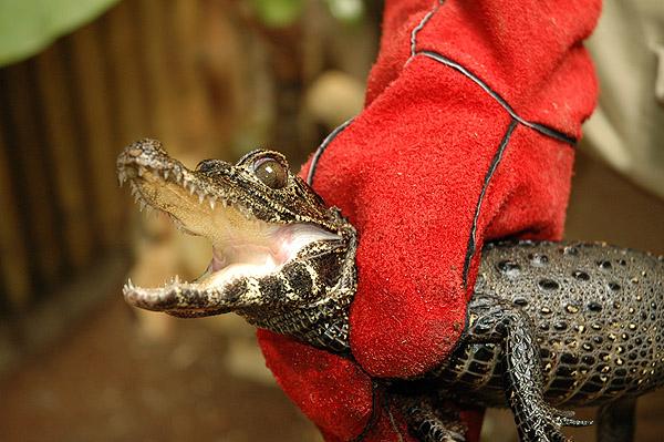 Tompaorrú krokodil Afrikában él az esőerőben egyedül. A Vadasparkban az európai állatokkal él. Nagy és nehéz állat. Halat és rákot eszik.