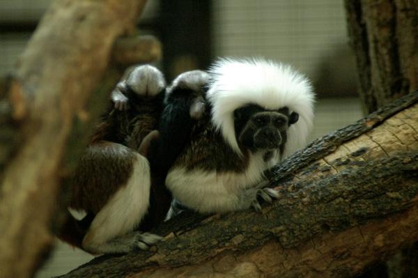 Liszt majmocska Dél Amerikában él az esőerdők fáin. Kicsi állat. Vörös és fehér színű.