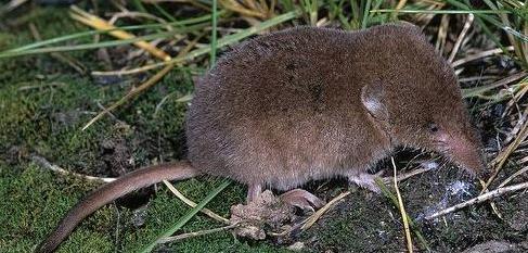 Erdei cickány Szín: barna és szürke árnyalatai Testalkat: Testhossza 6-8,5 cm, farokhossza 3-5,5 cm Élőhely: nedvesebb