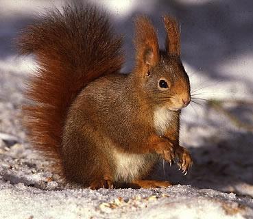 Vörös mókus Szín: Barna árnyalatai Testalkat: 21-30 cm magas