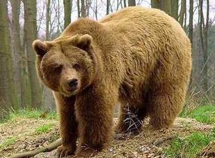 Szín: Barna Barna medve Testalkat: 150-360 kg súlyú Élőhely: Magasabb hegység