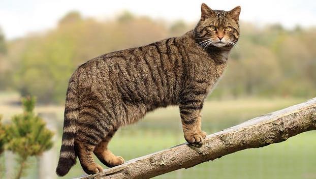 Vadmacska Szín: Szürkésbarna okkersárga beütéssel Testalkat: 4-6 kg Élőhely: nagy méretű,