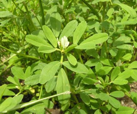 Fenugreek (Trigonella foenum-graecum) Its polyphenols have important role in diet, but they are not appropriate for preparation of drugs Appetizer or helps weight loss? Plenty of water!