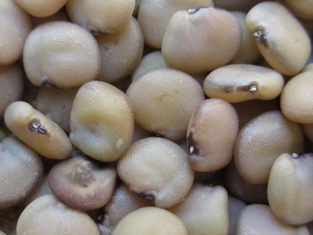 Guar (Cyamopsis tetragonolobus) India Food and drug industries, cosmetics (viscosifier, stabilizer, emulsifier) Reduces appetite Proved in clinical studies: as part of a diet, it helps to reduce the