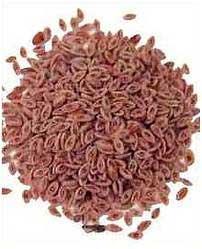 Psyllium (Plantago ovata) The antidiabetic effect is not completely proved It may be dangerous in insulin-dependent diabetes it can slow down the adsorption of glucose from the