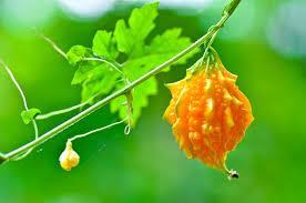 Bitter melon (Momordia charantia) One of the most frequently examined antidiabetic plants, but the results are not enough for drug development Breeding, many varieties should be identified