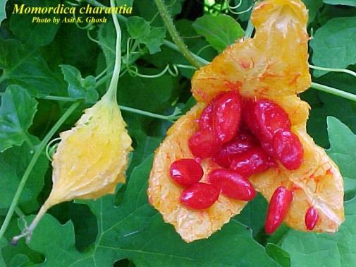 Bitter melon (Momordia charantia) Side effects?: in animal studies fertility, abortion, hepato- and nephrotoxicity vs. Used as food, no severe side effects in clinical studies, but e.g.