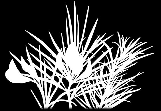 Rooibos (Aspalathus linearis) No ACs (e.g.