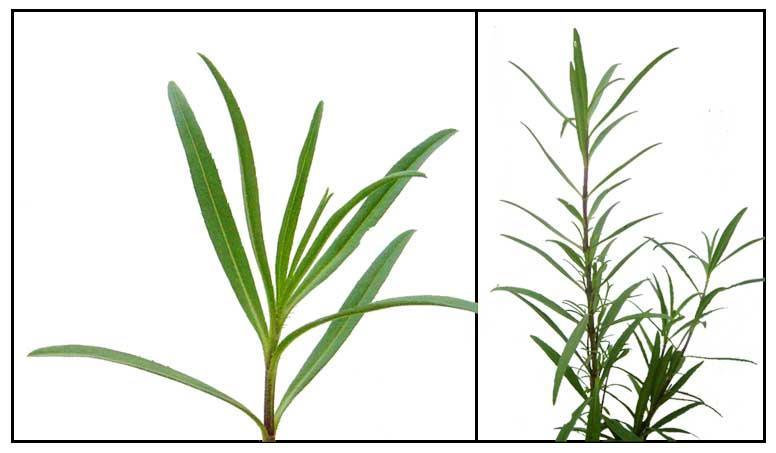 Tarragon (Artemisia dracunculus) Trad.