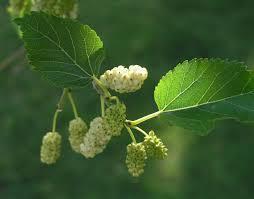 studies: the water extracts contain the antidiabetic components, and the effect is due to the synergism of several compounds Szendrei Kálmán,