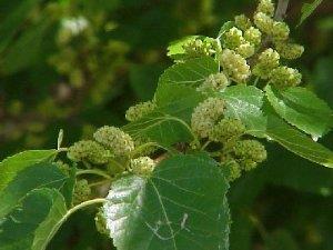 AC: Mulberry (Morus alba) flavonoids (e.g.