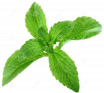 steviol glycosides are hydrolized by bacteria in the GI tract, and the sugar part is used by them, only a very small part will be adsorbed patients with diabetes can