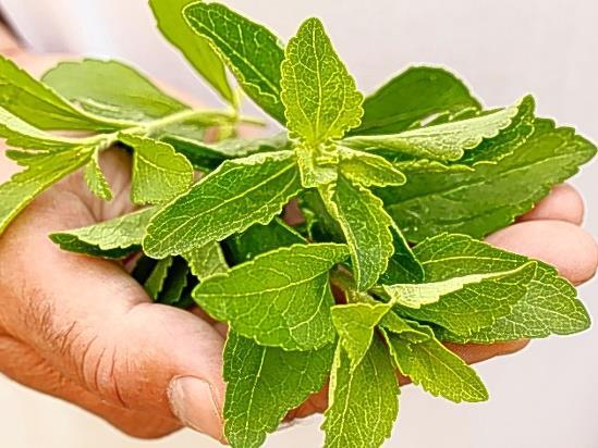Sweet plants containing no sugars Some components of Stevia rebaudiana were found mutagenic in vitro, but this is not proven in humans, therefore now it is