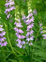 Metformin Galega officinalis Galegin Frequently used in traditional medicine Today it s not used as tea, because earlier data referred to toxicity First drug of choice for 2TDM Effects: insulin