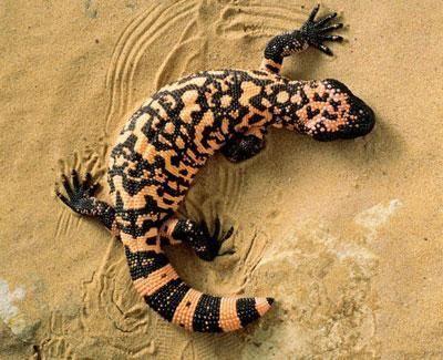 Exenatide 1980 (USA): examination of effects of saliva and other excrets of reptiles and incests most interesting: Heloderma suspectum, H.